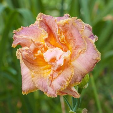 Hemerocallis Double Pink Peony - Daglelie
