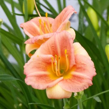 Hemerocallis Everydaylily Cerise - Daglelie