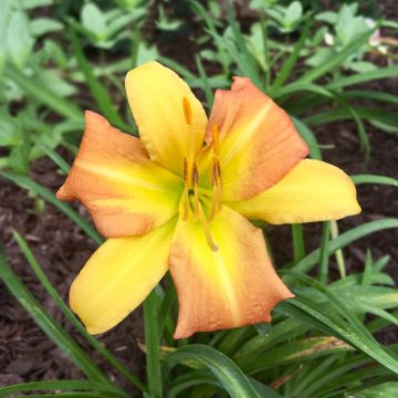 Hemerocallis Everydaylily Punch Yellow - Daglelie