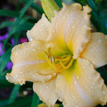 Hemerocallis Femme Osage - Daglelie