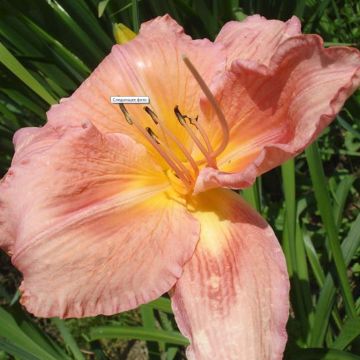 Hemerocallis Franck Gladney - Daglelie