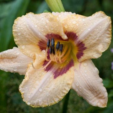 Hemerocallis Gay Cravat - Daglelie