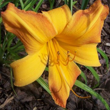 Hemerocallis Invictus - Daglelie