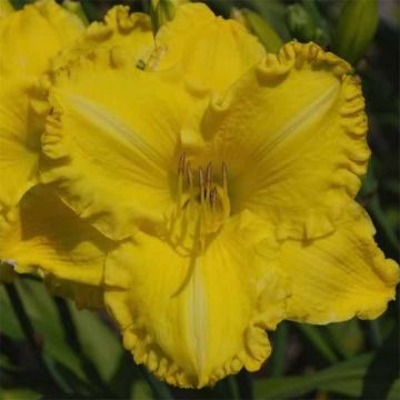 Hemerocallis Isle of Capri - Daglelie