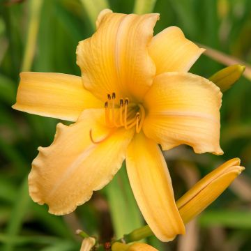 Hemerocallis Judge Orr - Daglelie