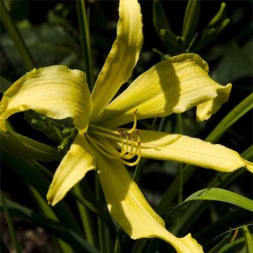 Hemerocallis Lady Fingers - Daglelie