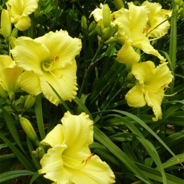 Hemerocallis Lemon Lyric - Daglelie