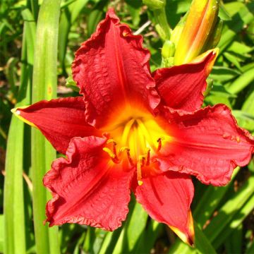 Hemerocallis Little Business - Daglelie