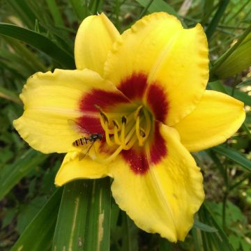 Hemerocallis Little Cadet - Daglelie