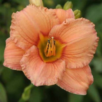 Hemerocallis Mama Cha Cha - Daglelie