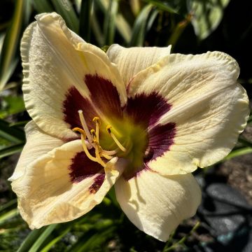 Hemerocallis Moonlight Masquerade - Daglelie