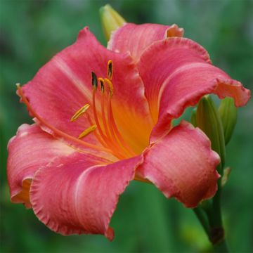 Hemerocallis Persian Market - Daglelie