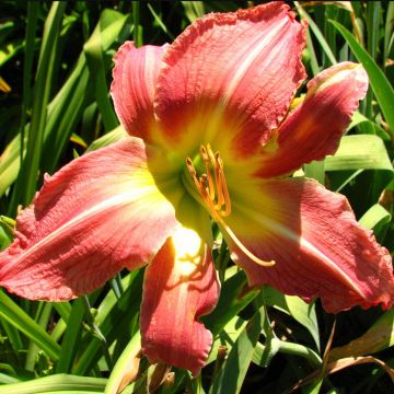 Hemerocallis Pink Super Spider - Daglelie