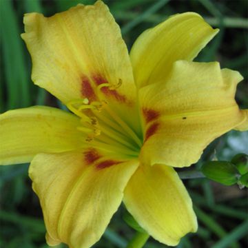 Hemerocallis Pinocchio - Daglelie