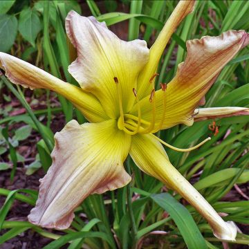 Hemerocallis Prague Spring - Daglelie