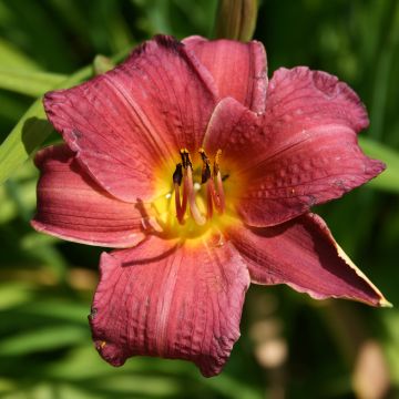 Hemerocallis Red Rum - Daglelie