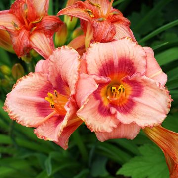 Hemerocallis Rosy Returns - Daglelie