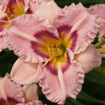 Hemerocallis Siloam Merle Kent - Daglelie