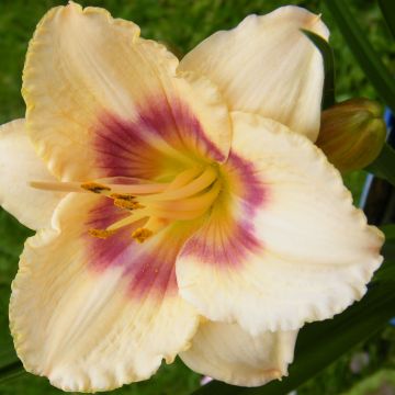 Hemerocallis Siloam Virginia Henson - Daglelie