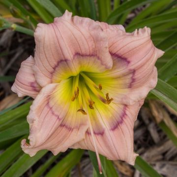 Hemerocallis Siloam David Kirchhoff - Daglelie