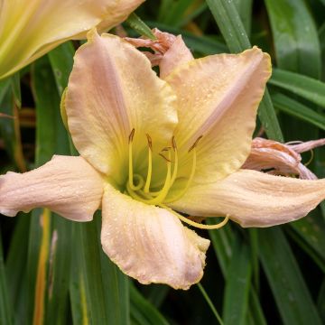 Hemerocallis Snowy Apparition - Daglelie