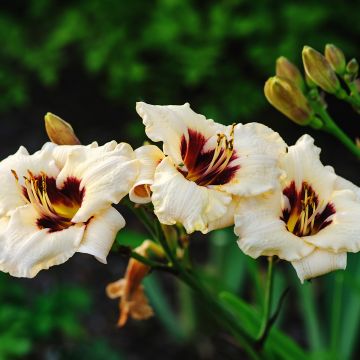 Hemerocallis Snowy Eyes - Daglelie