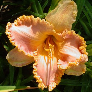 Hemerocallis Spacecoast Starburst - Daglelie