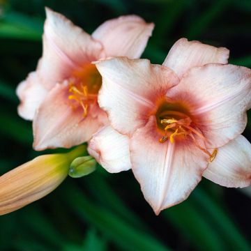 Hemerocallis Strawberry Swirl - Daglelie