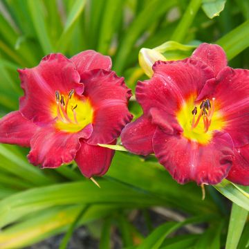 Hemerocallis Study in Scarlet - Daglelie