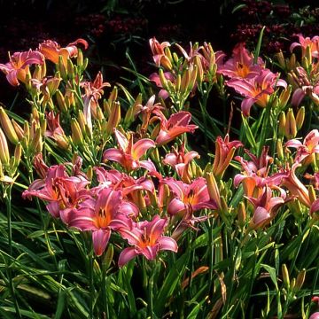 Hemerocallis Sugar Candy - Daglelie