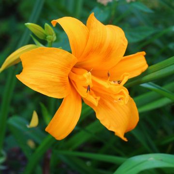 Hemerocallis Three Tears - Daglelie