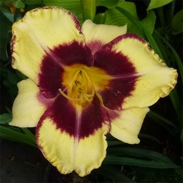 Hemerocallis Calico Jack - Daglelie