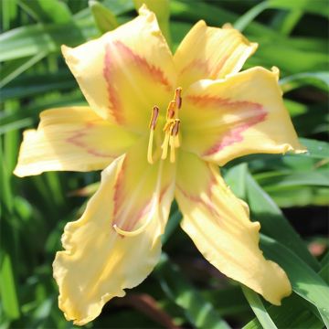 Hemerocallis Graces of Ganymede - Daglelie