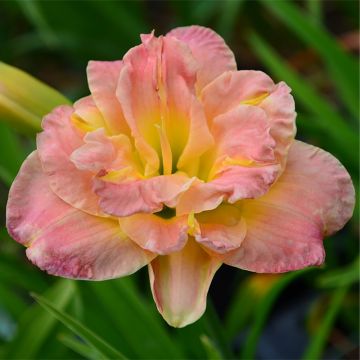 Hemerocallis Lacy Doily - Daglelie