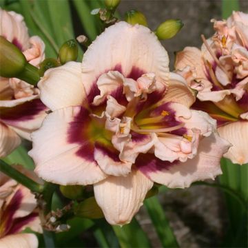 Hemerocallis Roswitha - Daglelie