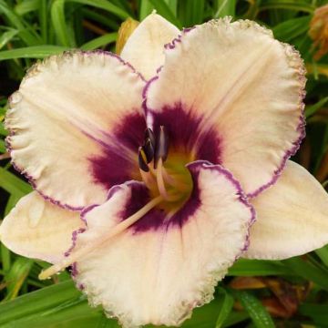 Hemerocallis Alaqua - Daglelie