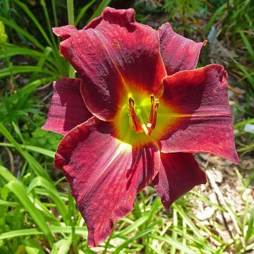 Hemerocallis Ed Murray - Daglelie