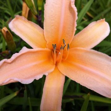 Hemerocallis George Cunningham - Daglelie