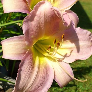 Hemerocallis Hazel Monette - Daglelie