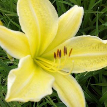 Hemerocallis Silver King - Daglelie