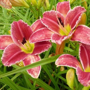 Hemerocallis Startle - Daglelie