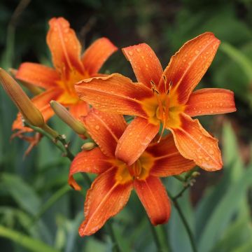 Hemerocallis fulva - Bruine daglelie
