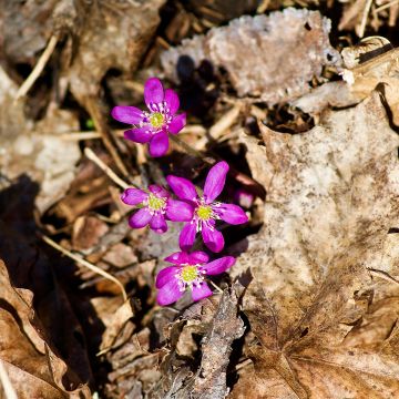 Hepatica nobilis Red Forest - Leverbloempje