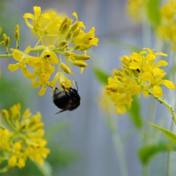 Hesperis lutea - Damastbloem