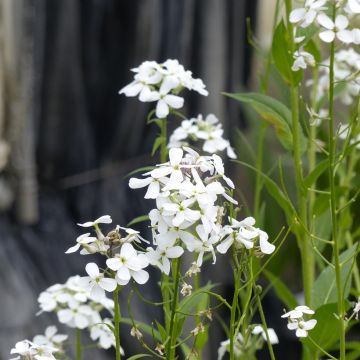 Hesperis matronalis Alba (zaad) - Damastbloem