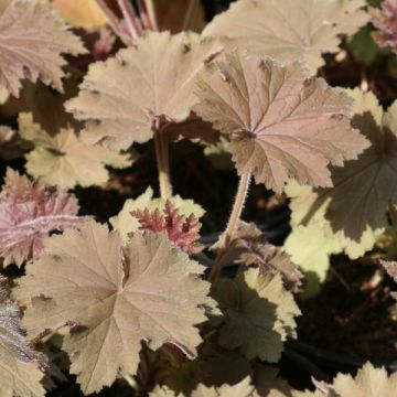 Heuchera Bronze Beauty - Purperklokje