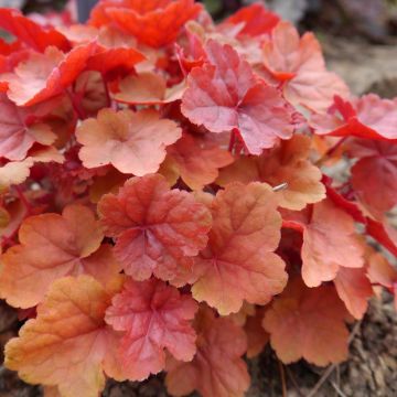 Heuchera Caribbean Sea - Purperklokje
