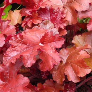Heuchera Coral Sea - Purperklokje