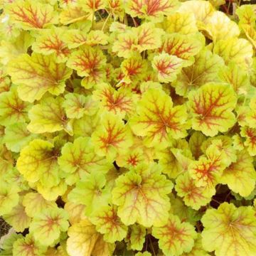 Heuchera Happy Flames - Purperklokje