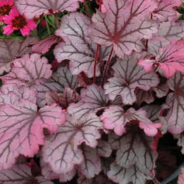 Heuchera Little Cuties Sugar Berry - Purperklokje